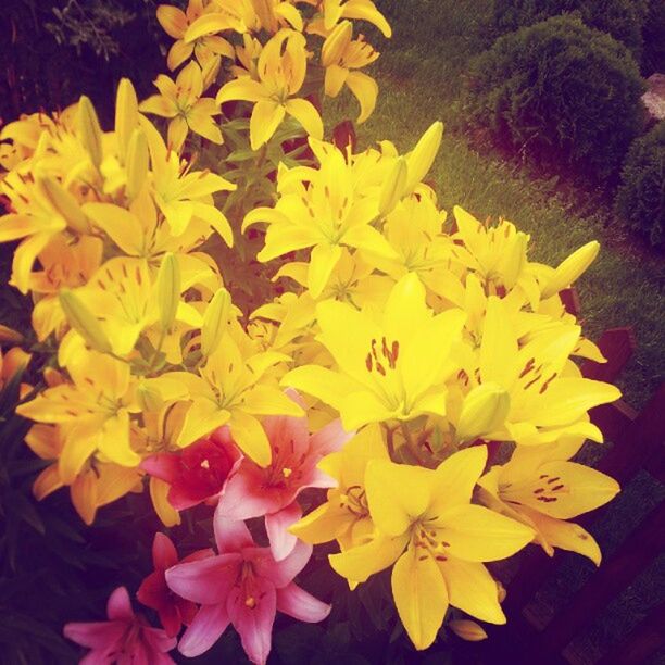 CLOSE-UP OF YELLOW FLOWERS BLOOMING