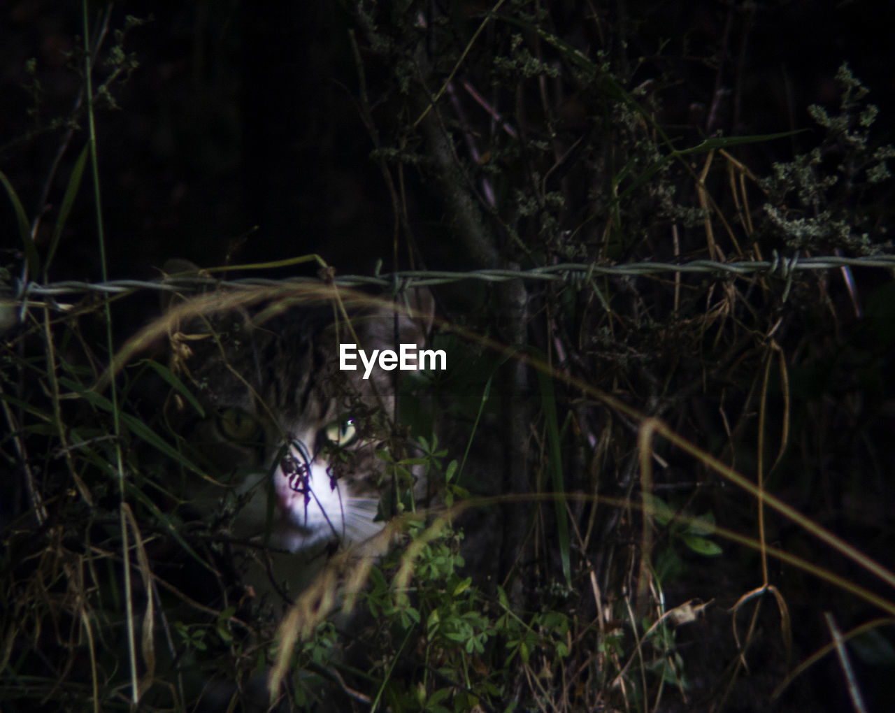 Cat in grass at dawn