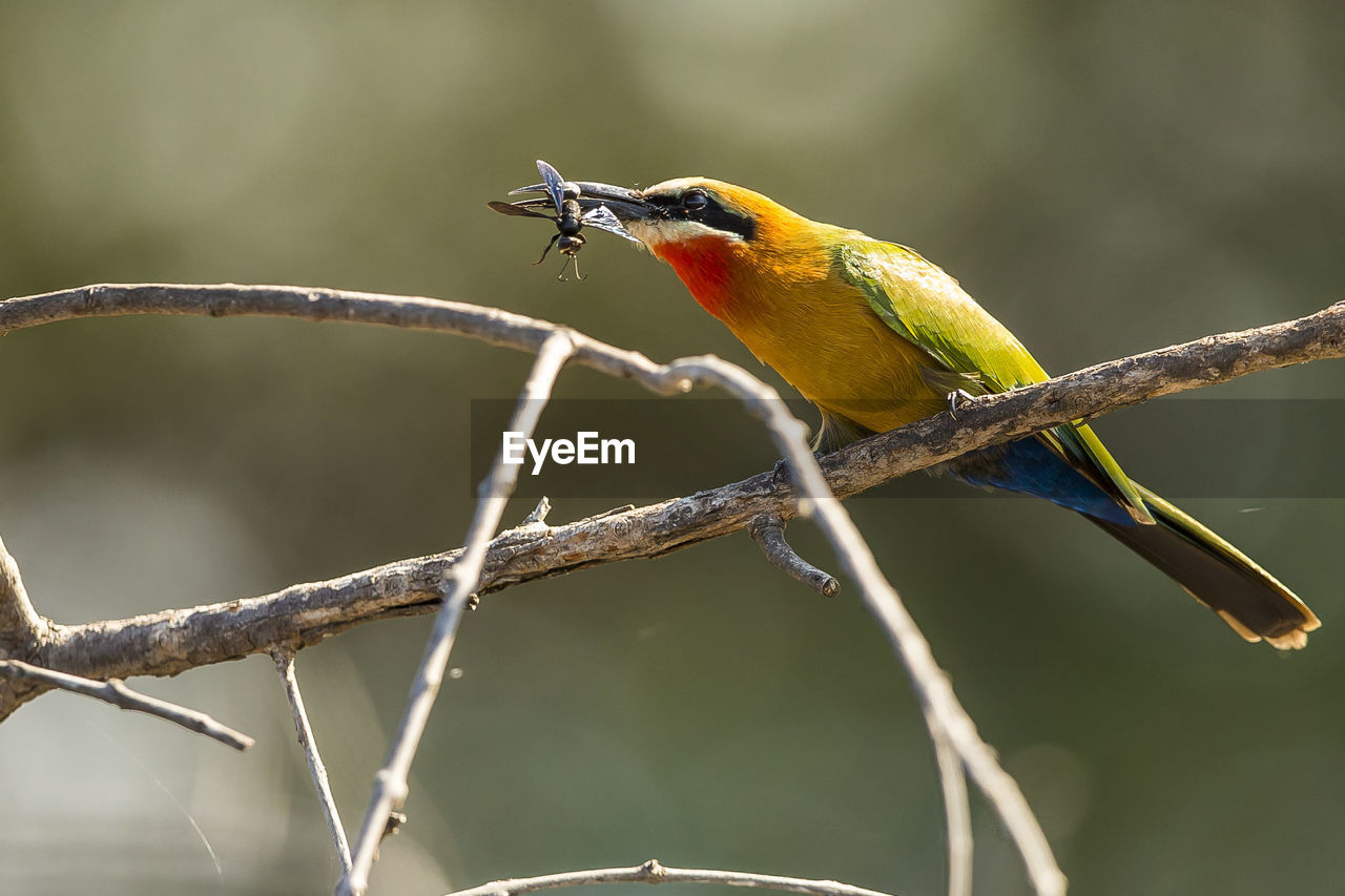 Close-up of bird with prey perching on branch