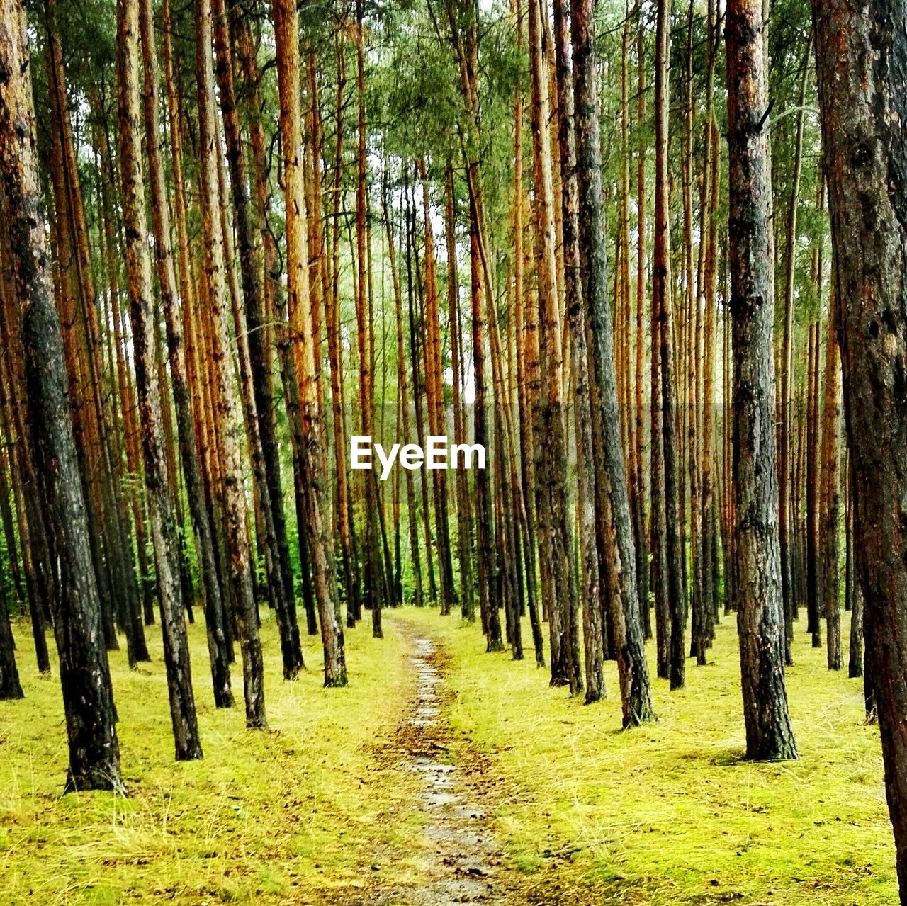Trees in forest
