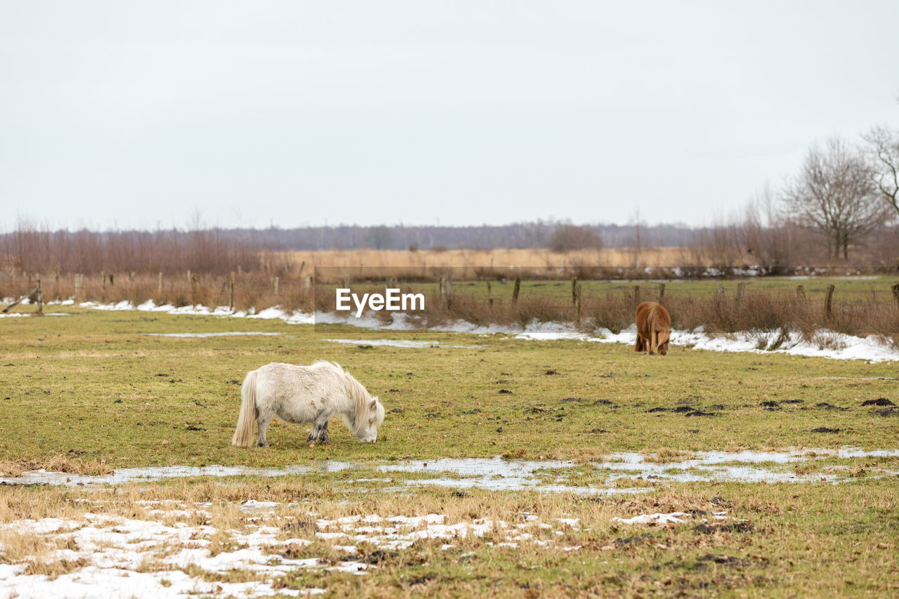 HORSE GRAZING IN FIELD