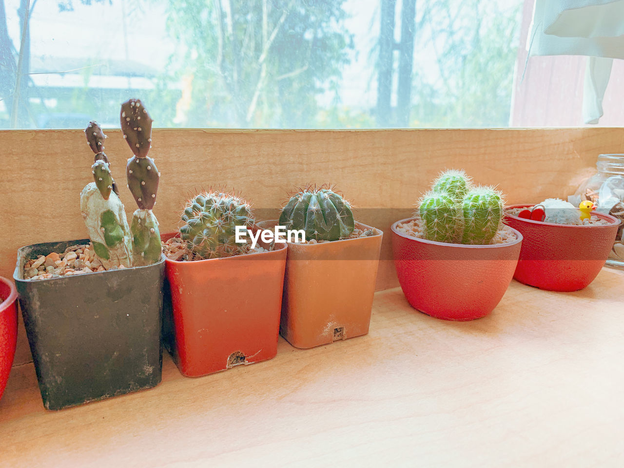 CLOSE-UP OF POTTED CACTUS PLANT ON TABLE