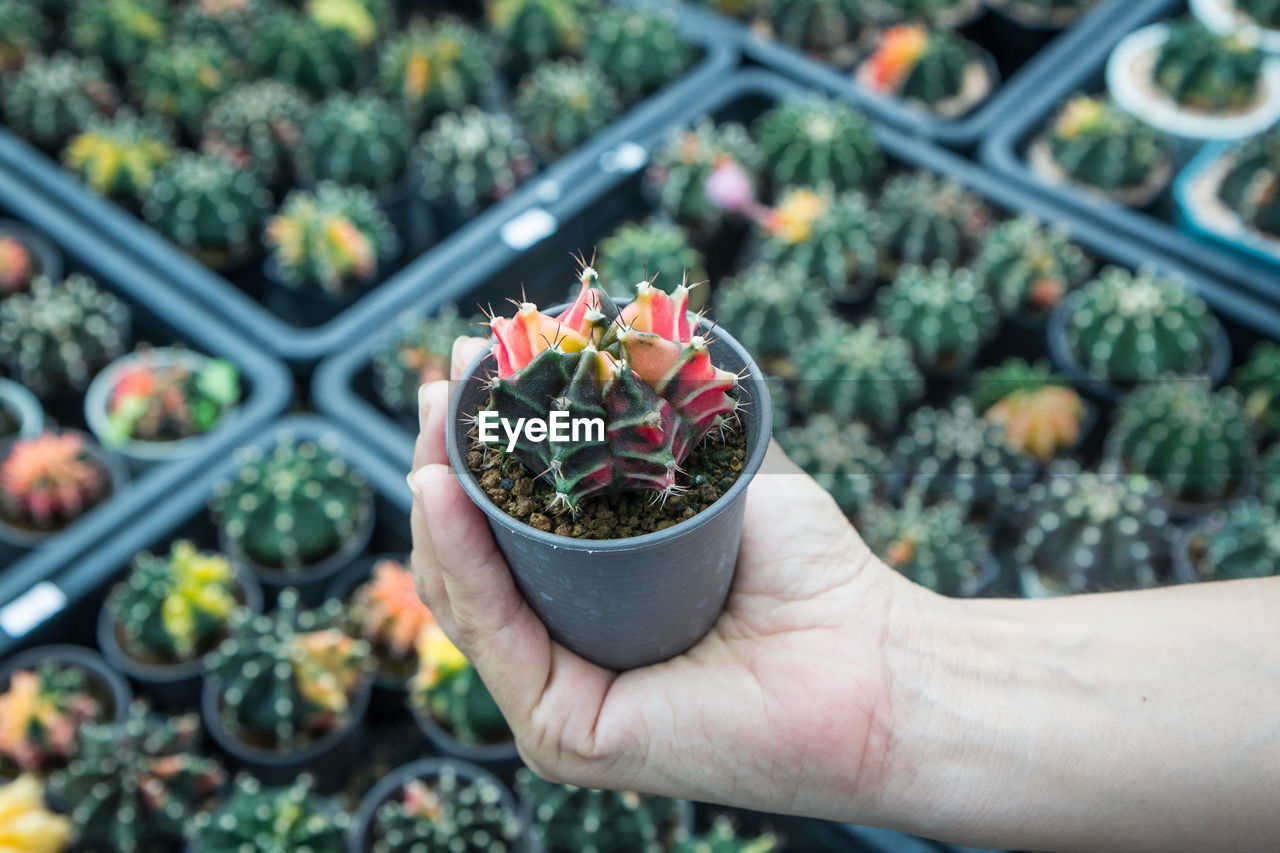 cropped hand of person holding potted plant