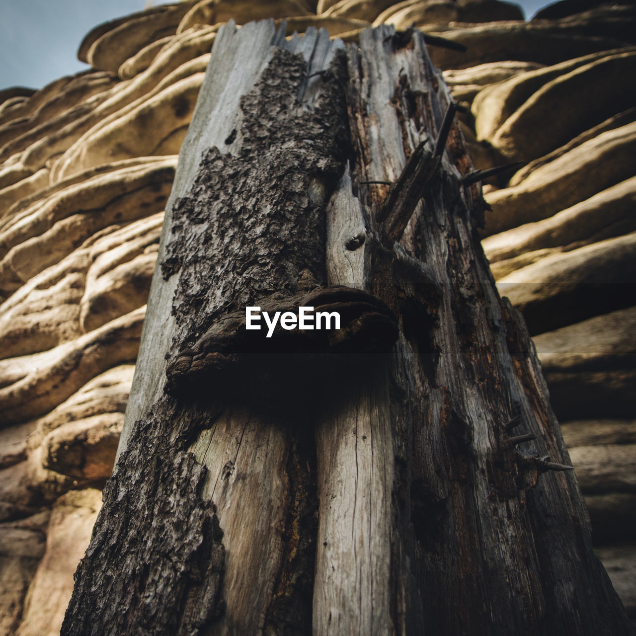 CLOSE-UP OF TREE BARK