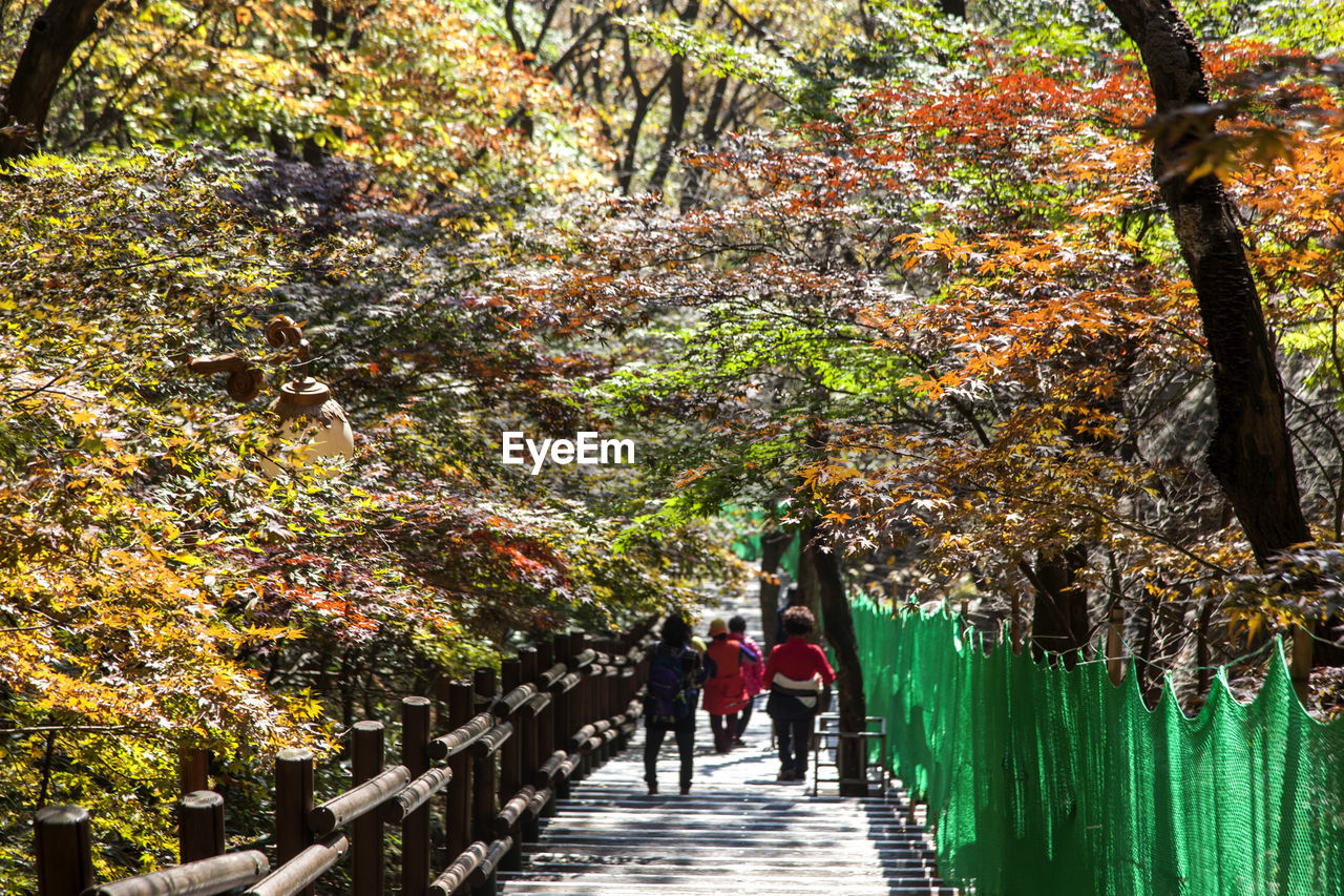 People walking on steps amidst trees at maisan mountain during autumn