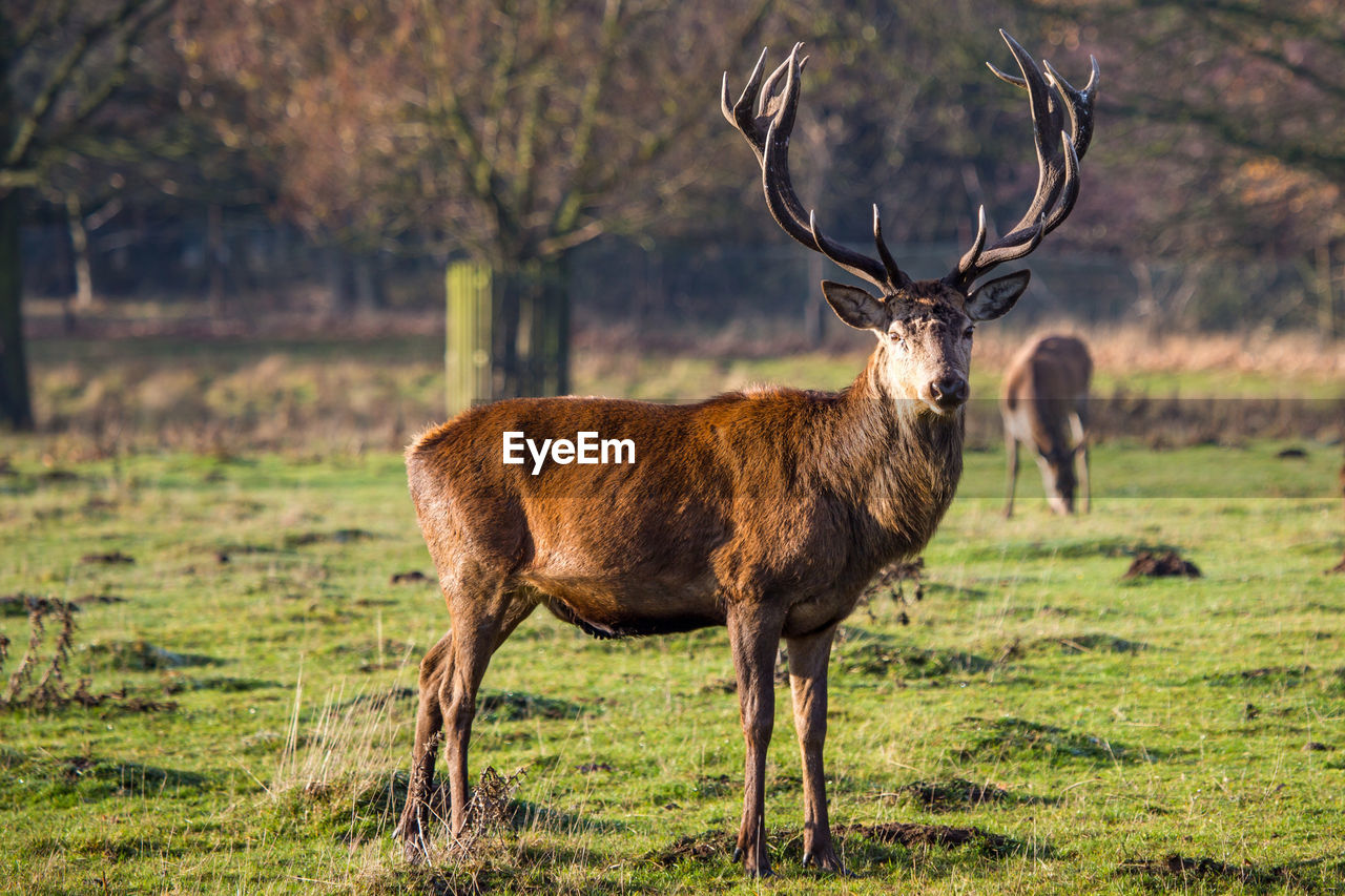 DEER STANDING ON A FIELD