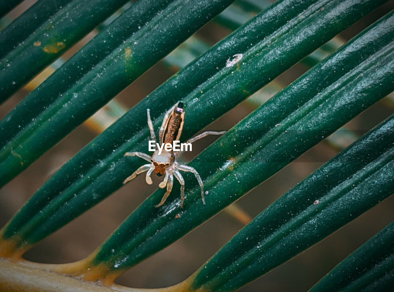 CLOSE-UP OF SPIDER ON WEB