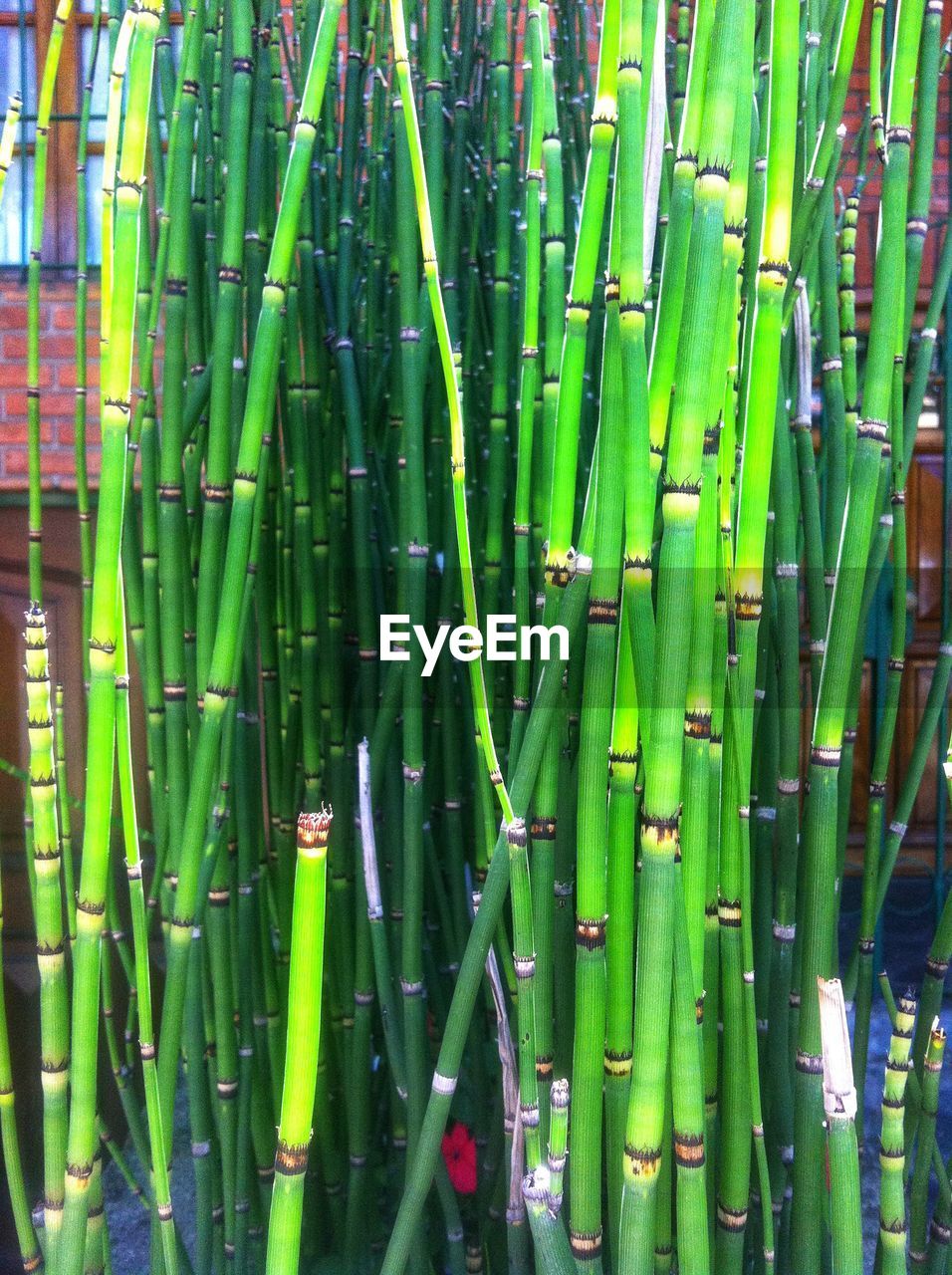 CLOSE-UP OF BAMBOO PLANT