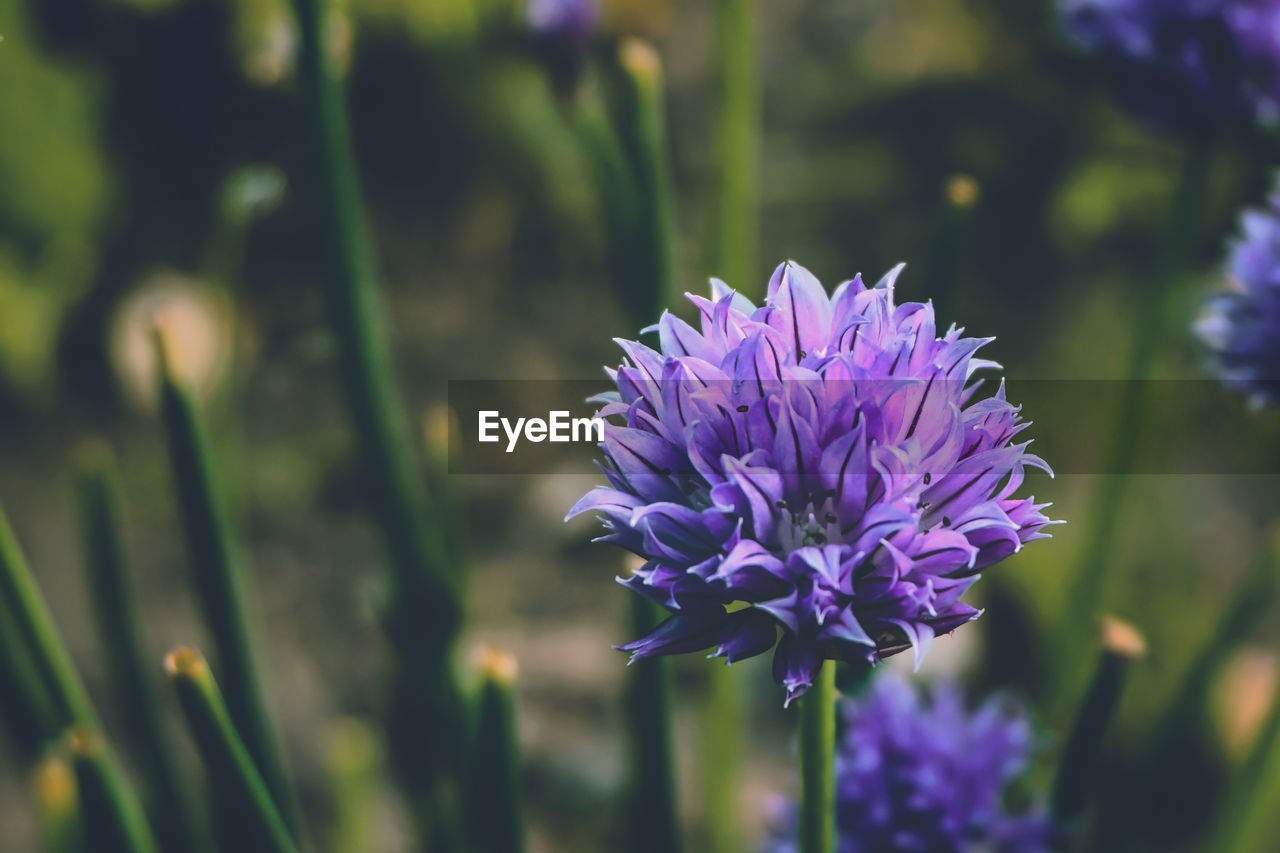 CLOSE-UP OF PURPLE FLOWER