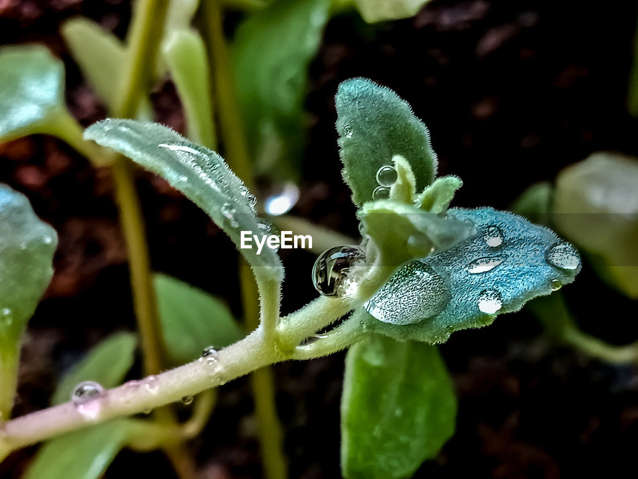 The rest of the rain drops on this small plant