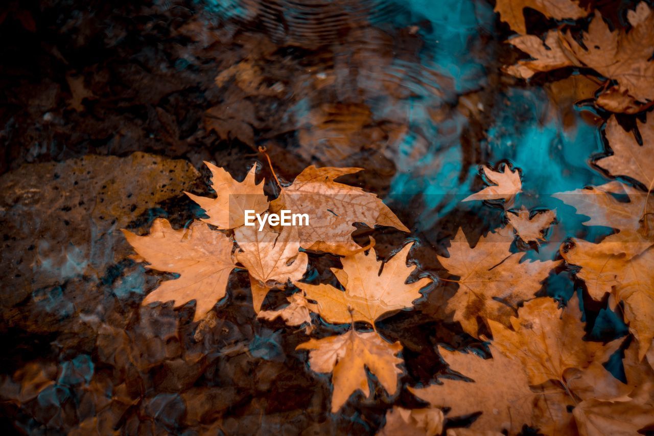 High angle view of maple leaf in water