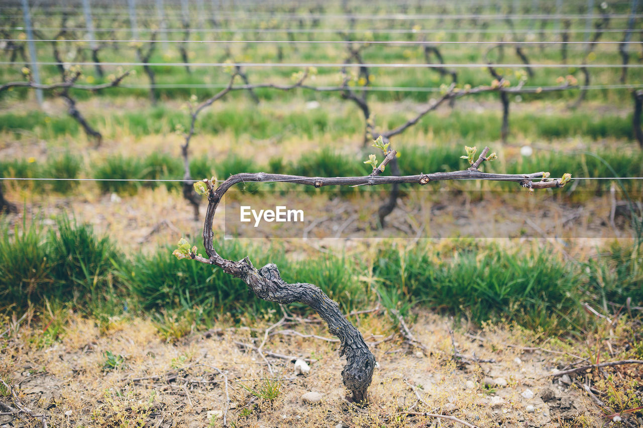 Early shoots on grape vine against blurred vineyard.