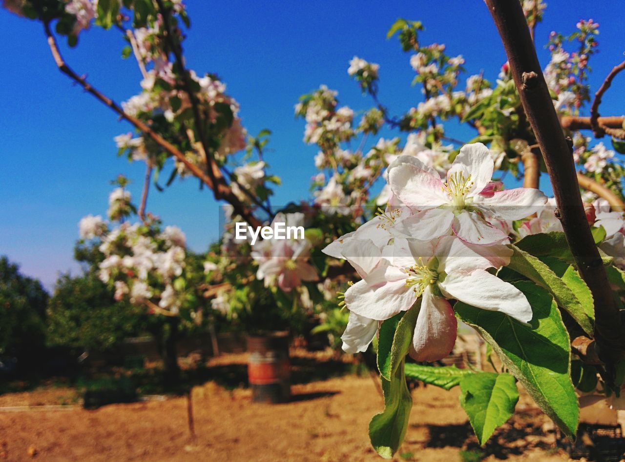 Low angle view of flowers blooming on tree against sky