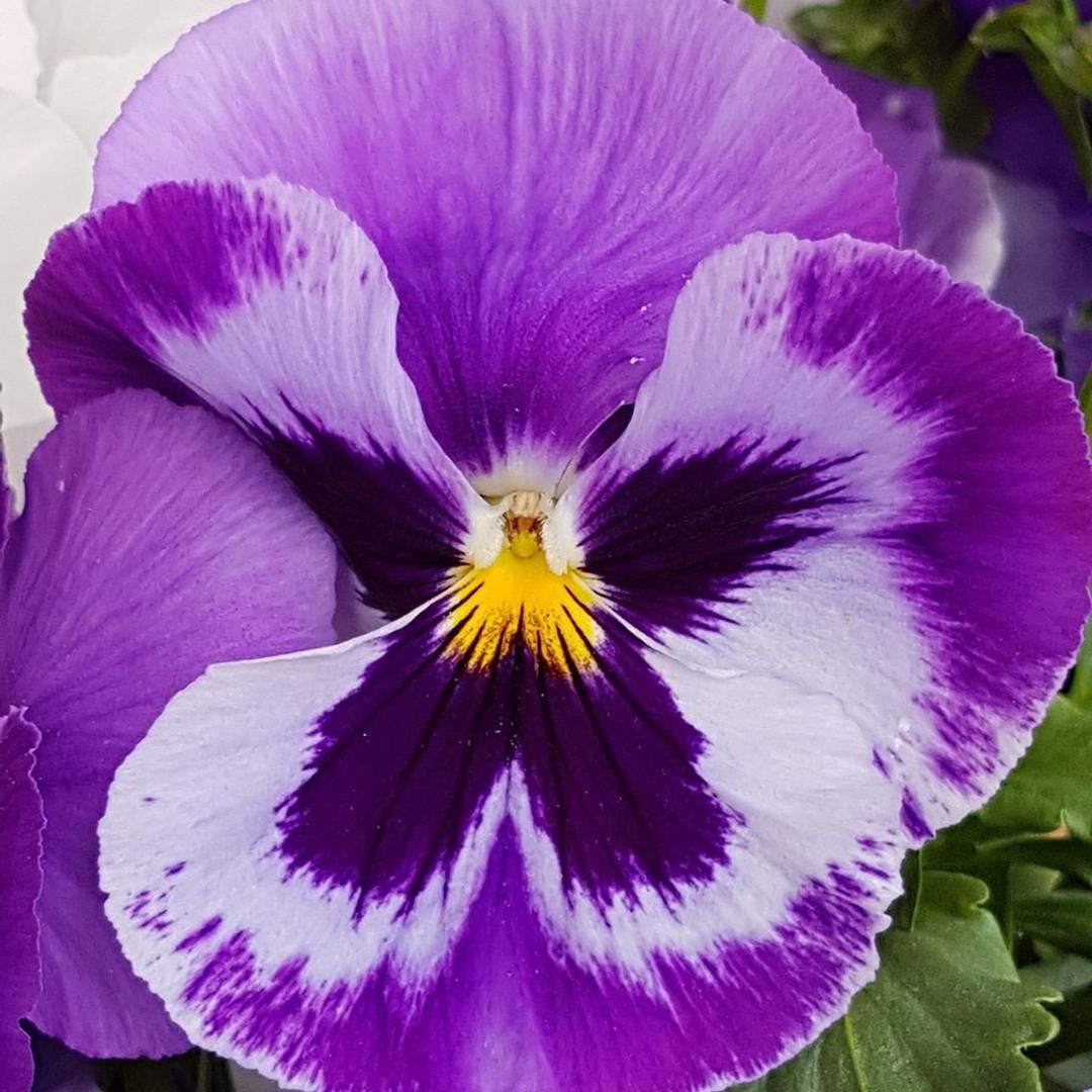 CLOSE-UP OF PURPLE FLOWER