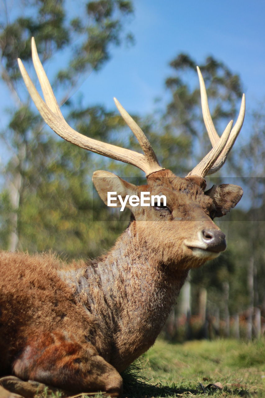 Close-up of deer on land