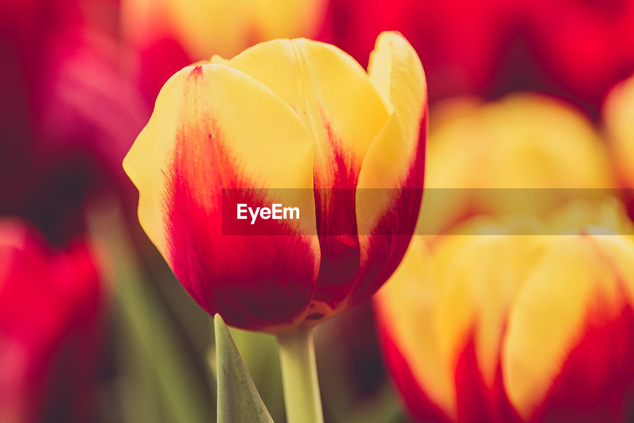 Close-up of red tulip