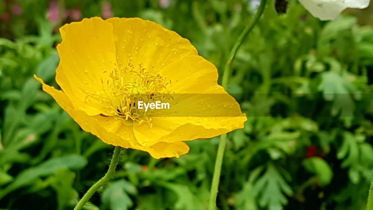 CLOSE-UP OF WET YELLOW FLOWERS