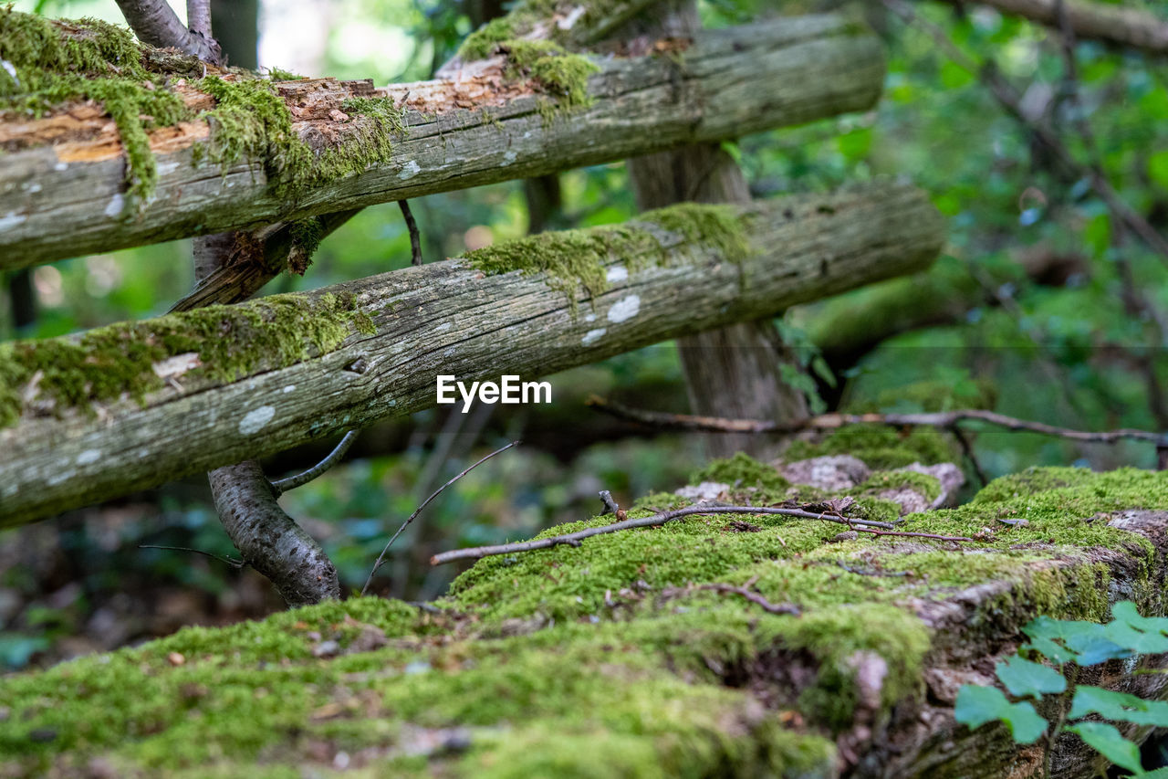CLOSE-UP OF MOSS ON TREE TRUNK IN FOREST
