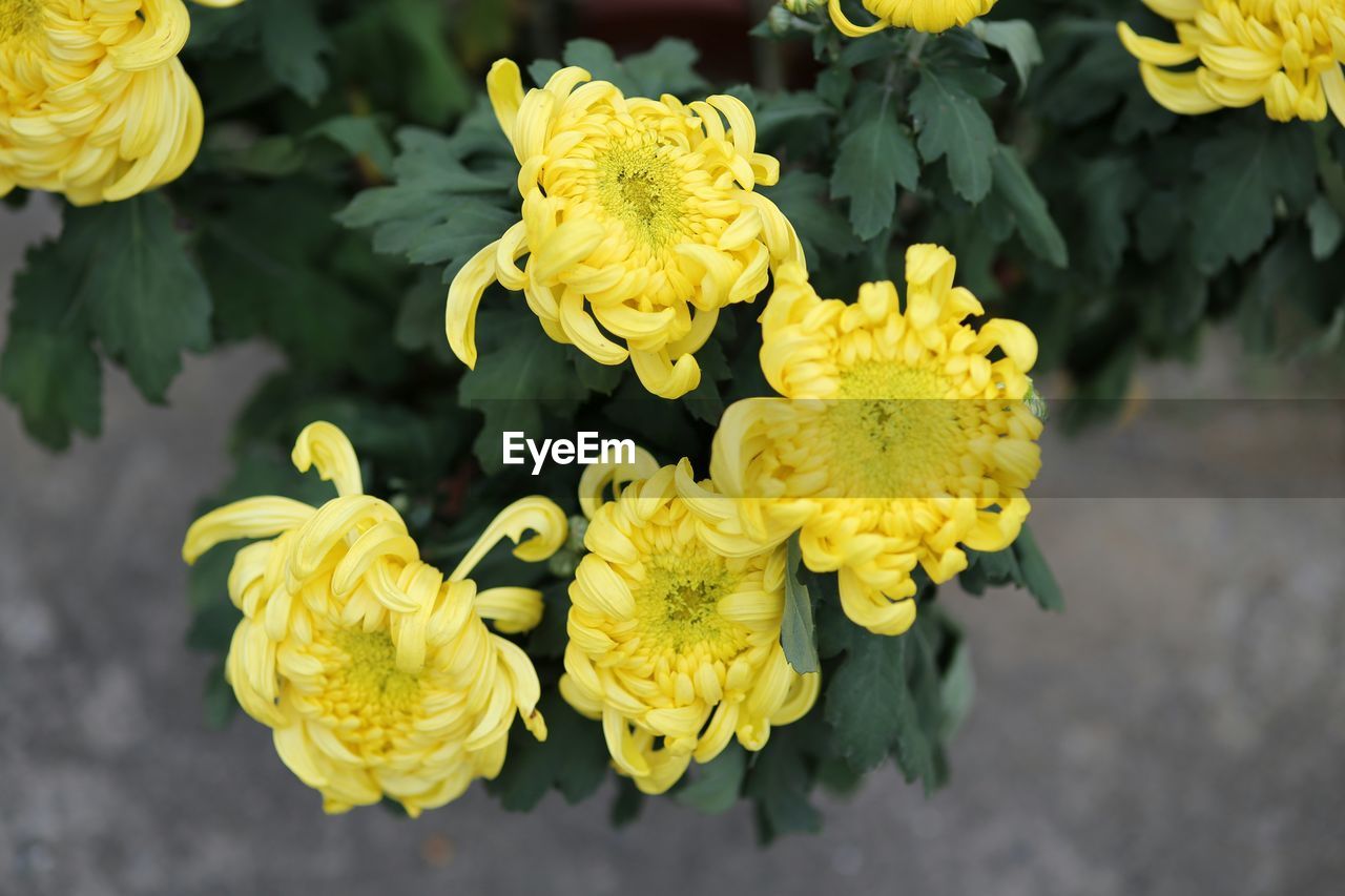HIGH ANGLE VIEW OF YELLOW FLOWERING PLANTS