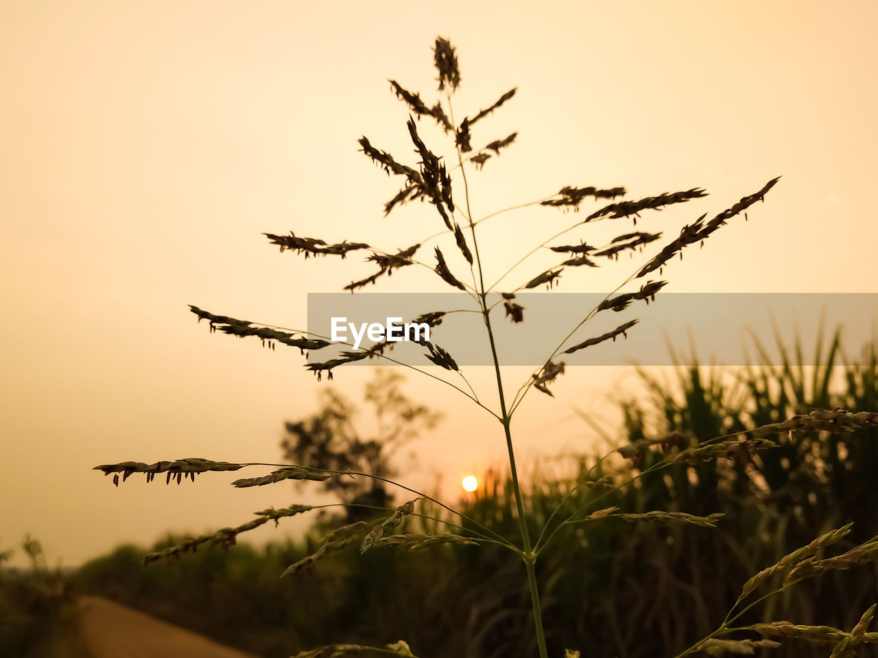 Close-up of silhouette plants on field against sky during sunset