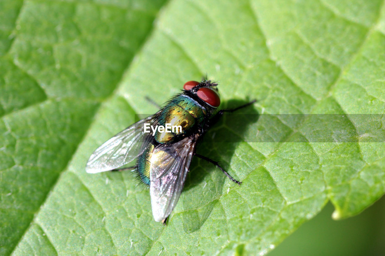 CLOSE-UP OF HOUSEFLY ON LEAF