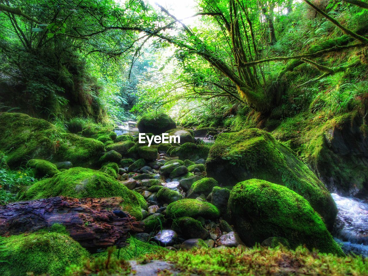VIEW OF TREES IN FOREST