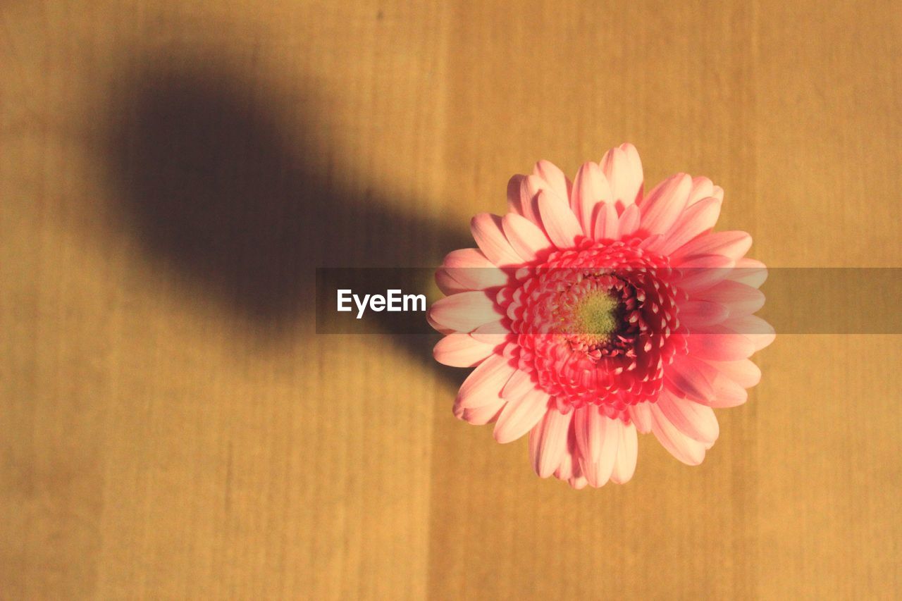 CLOSE-UP OF PINK ROSE FLOWER ON TABLE