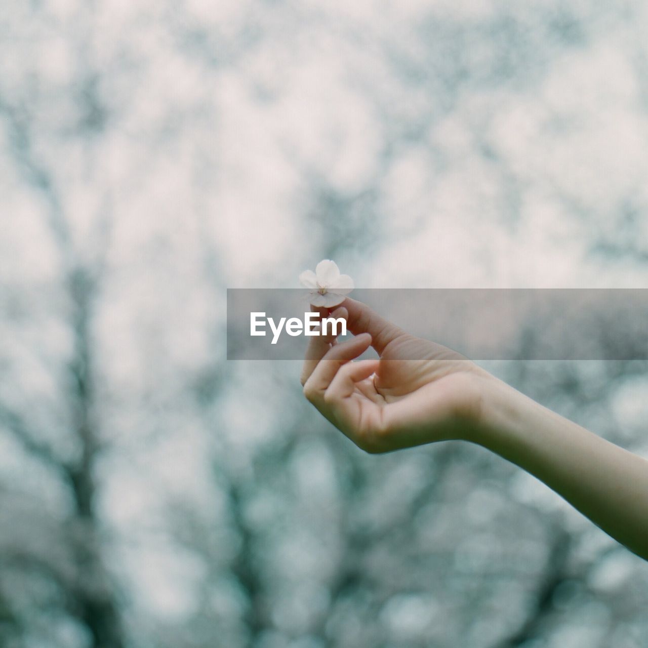 Cropped image of hand holding flower against trees