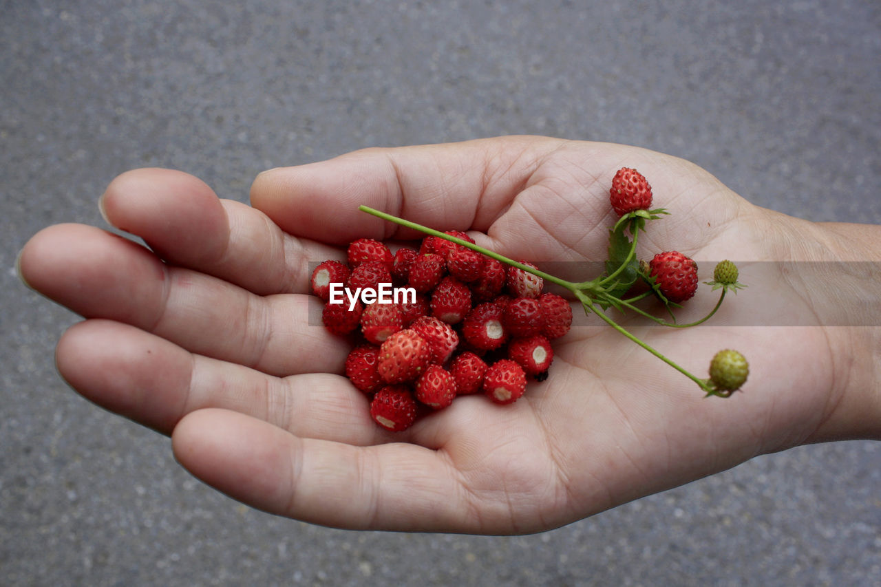 High angle view of hand holding strawberries