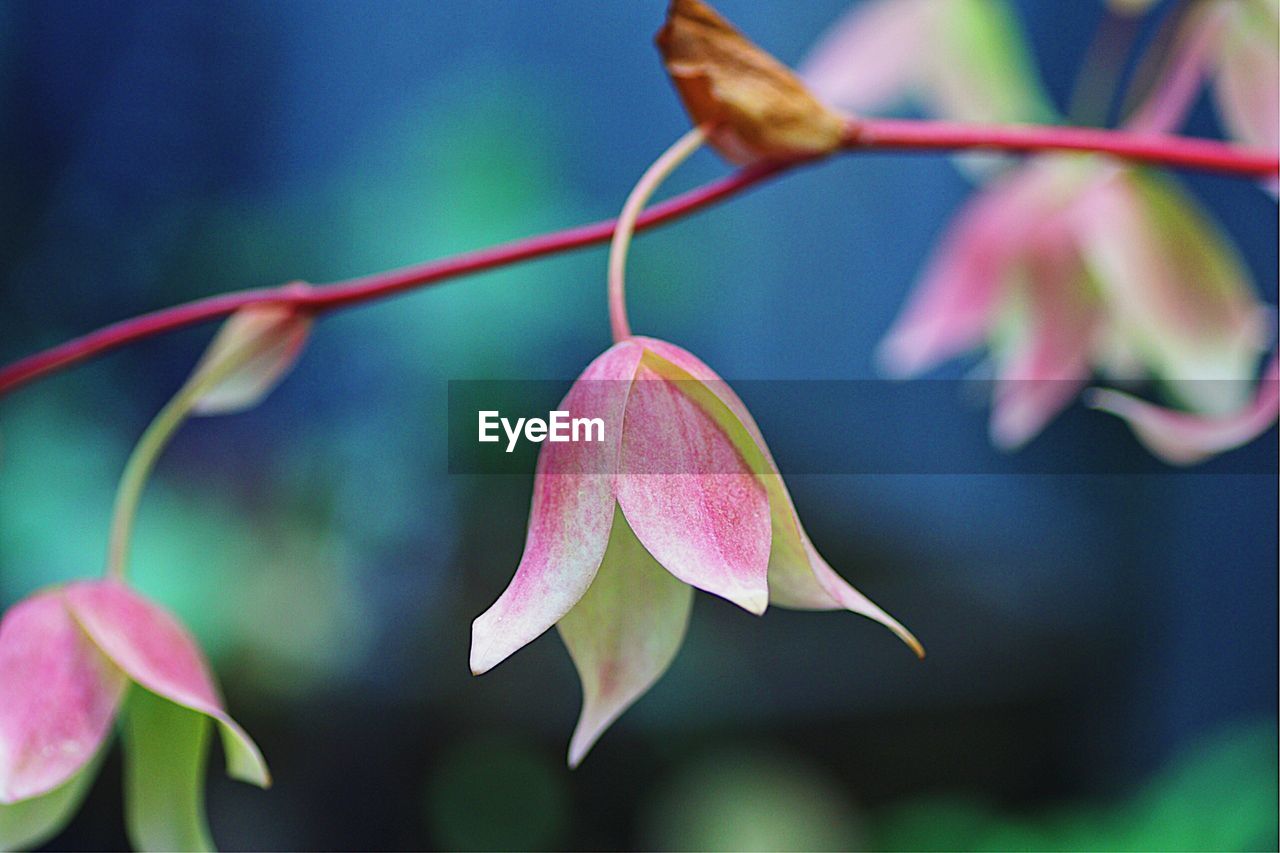 Close-up of pink flowering plant