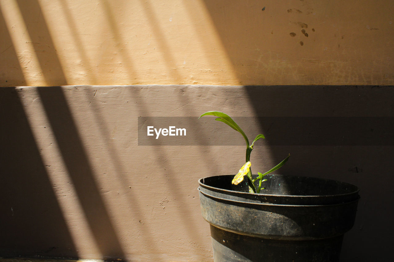 Sunlight plant