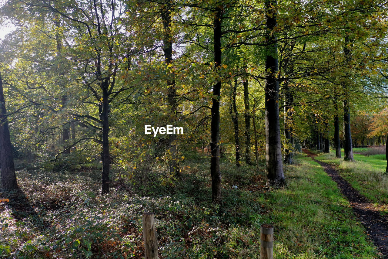 Trees in forest during autumn