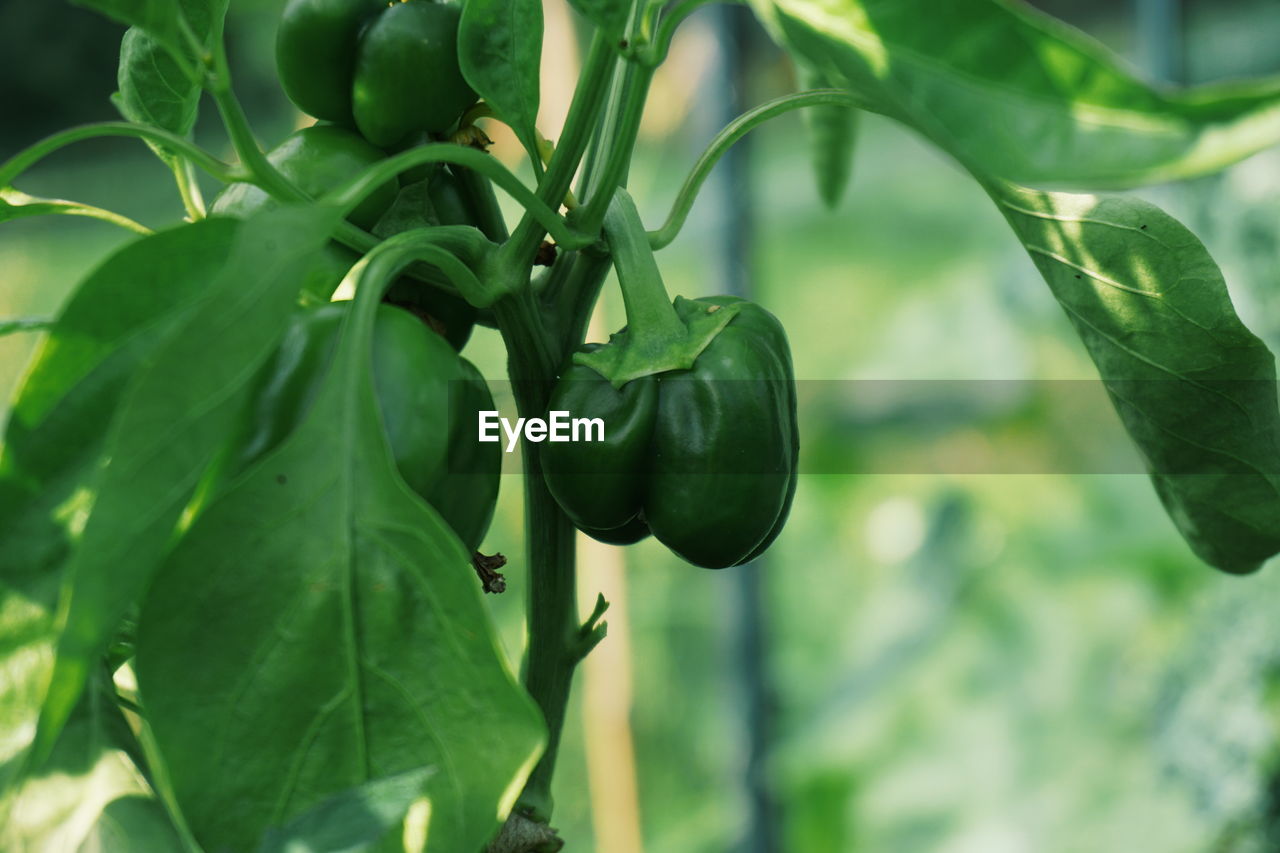 Close-up of paprika hanging on plant