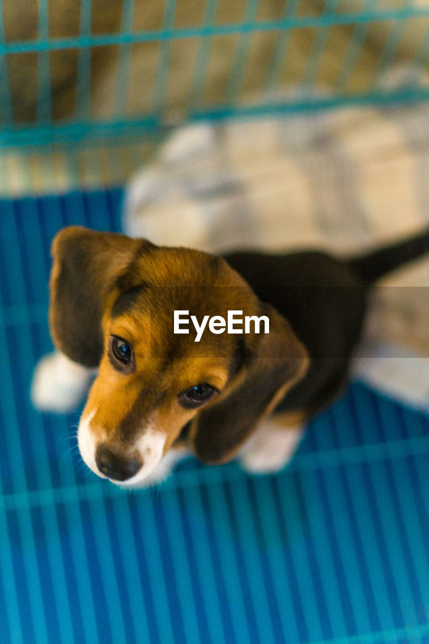 Close-up of a beagle dog