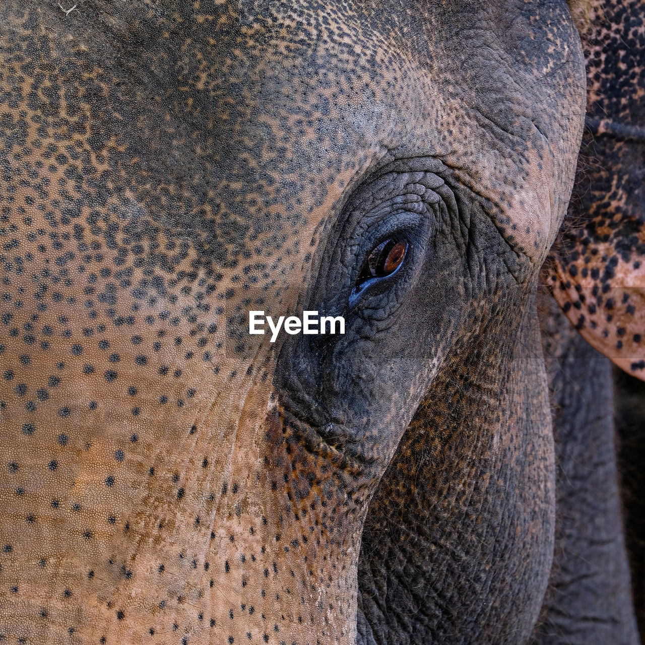 CLOSE-UP OF ELEPHANT IN A ANIMAL