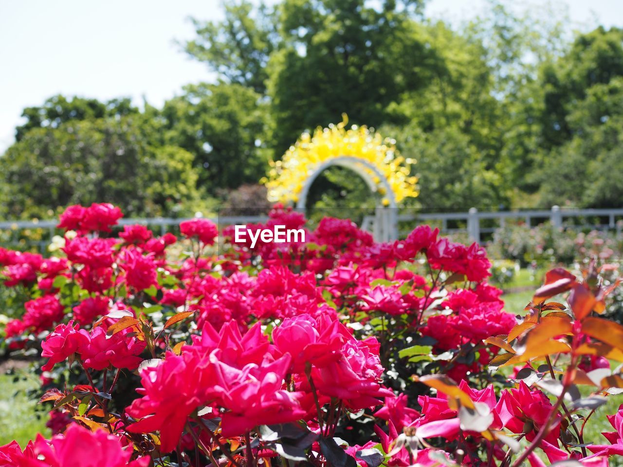 PINK FLOWERS IN PARK