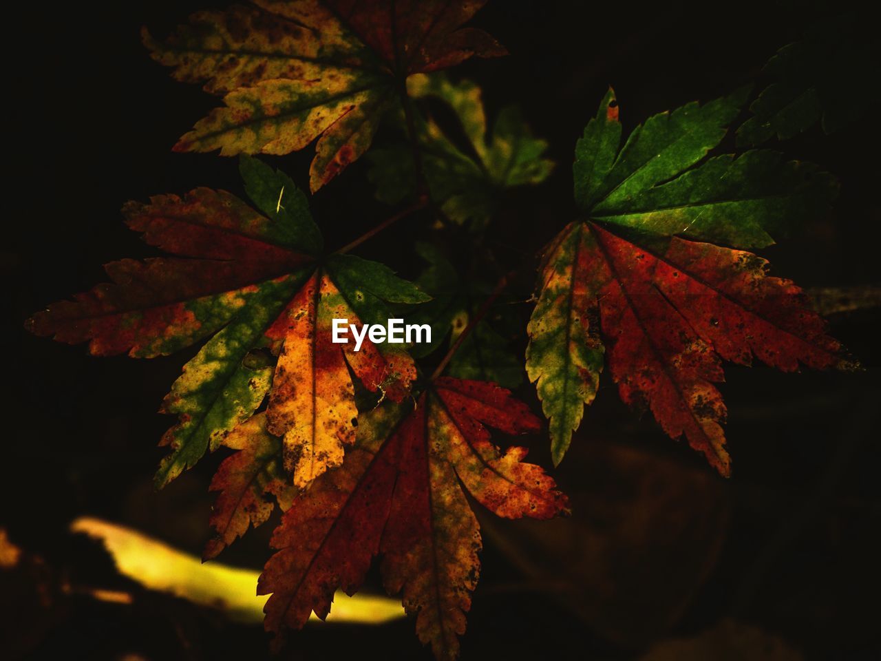 CLOSE-UP OF MAPLE LEAVES DURING AUTUMN