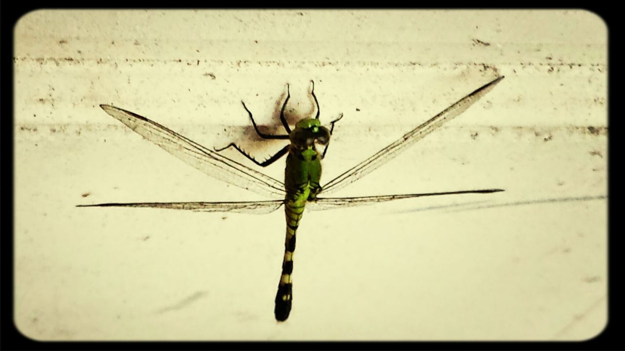 Close-up of insect on wall