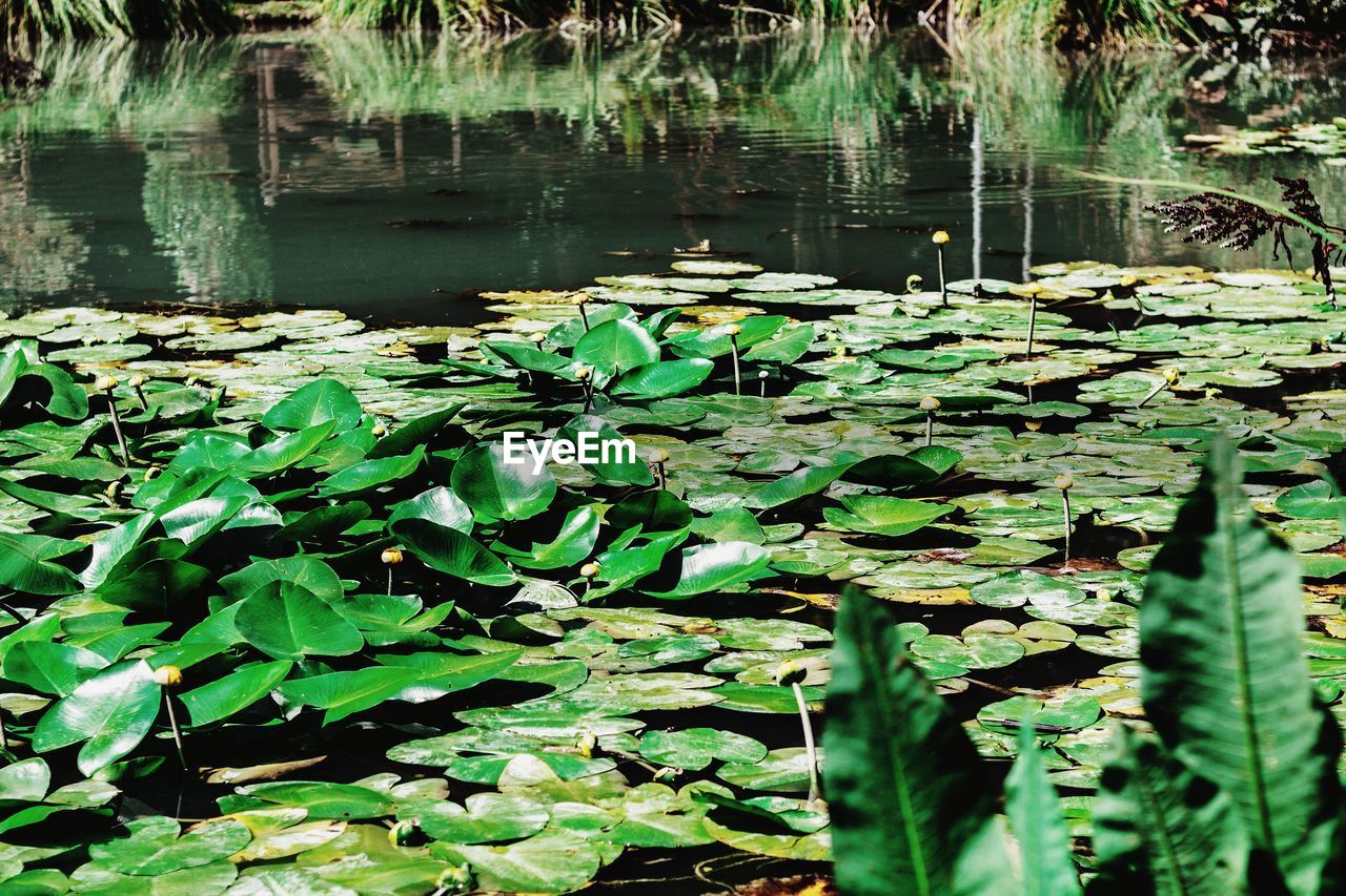 WATER LILIES ON LEAVES FLOATING ON LAKE