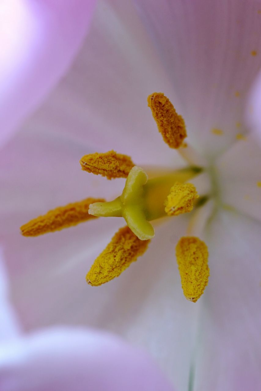 Close-up of yellow flower blooming outdoors