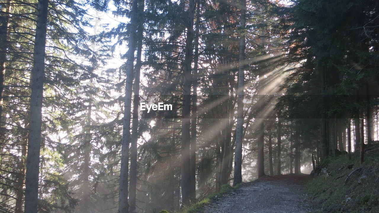 Sunlight streaming through trees in forest