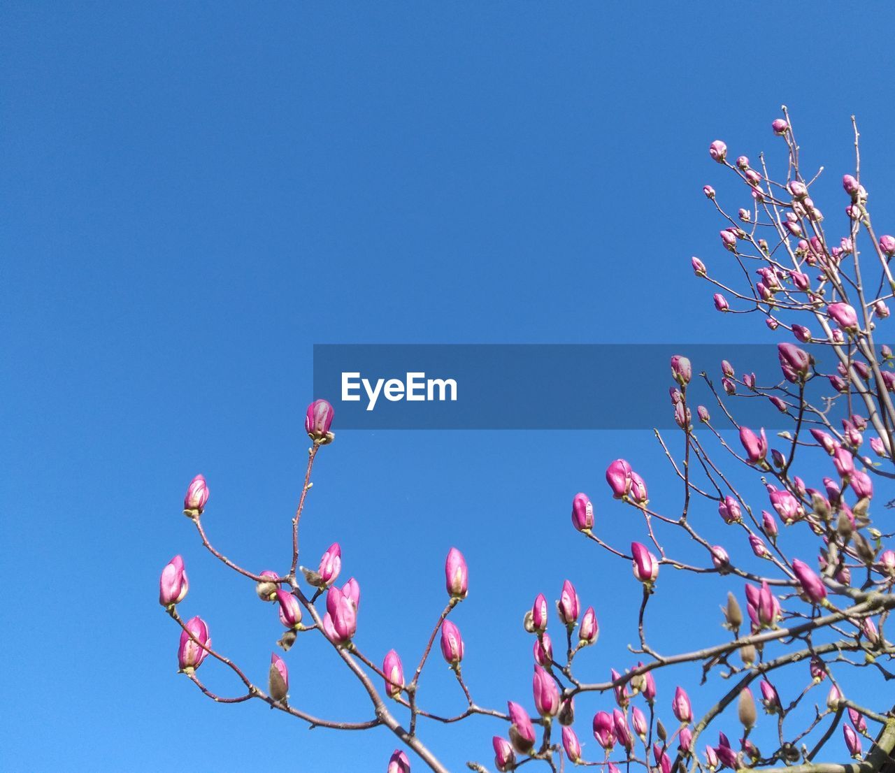 Low angle view of cherry blossom against blue sky