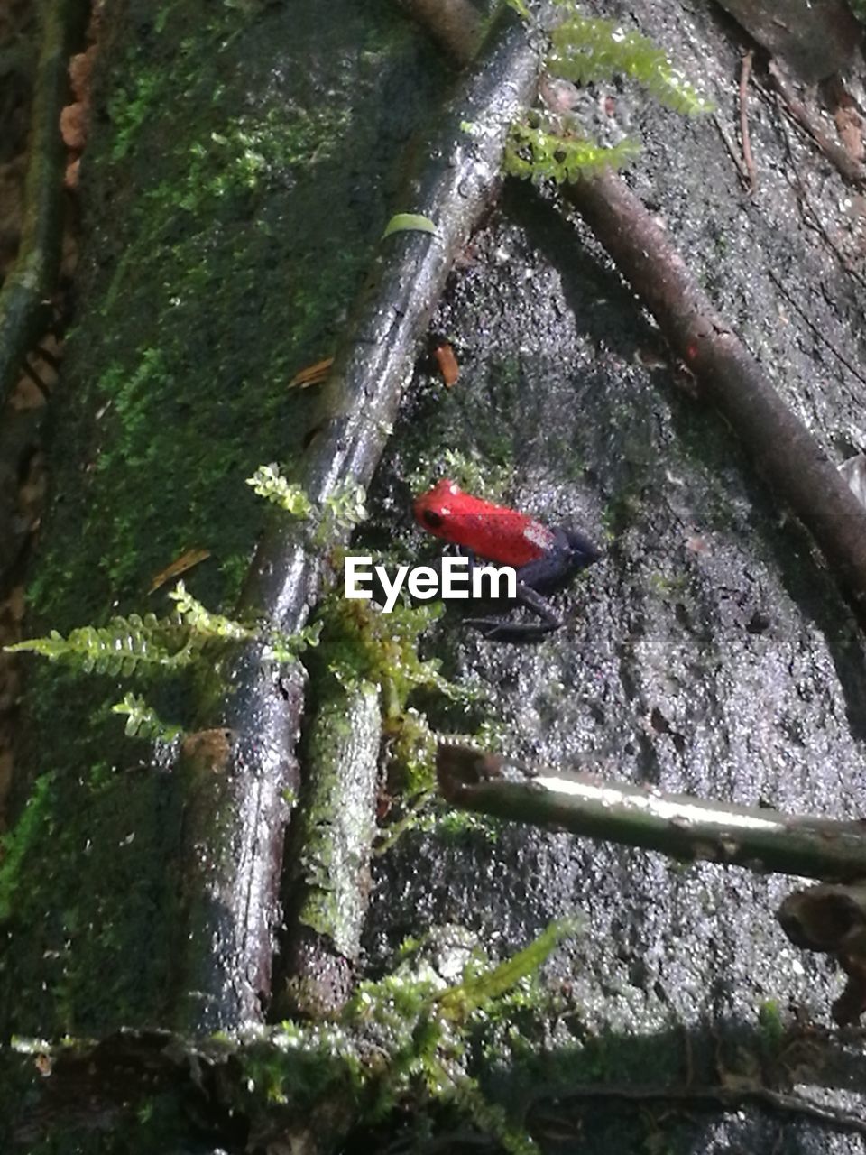 CLOSE-UP OF INSECT ON ROCK