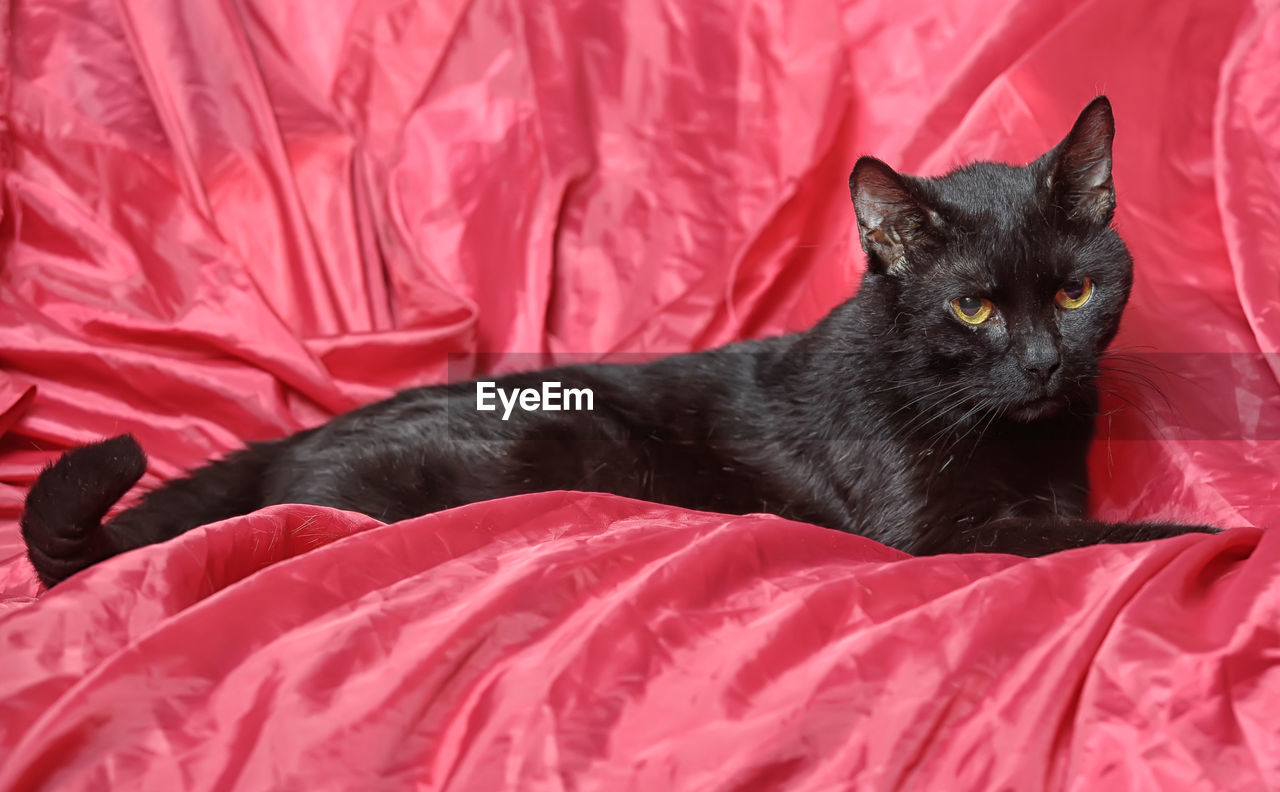 CAT RESTING ON BED