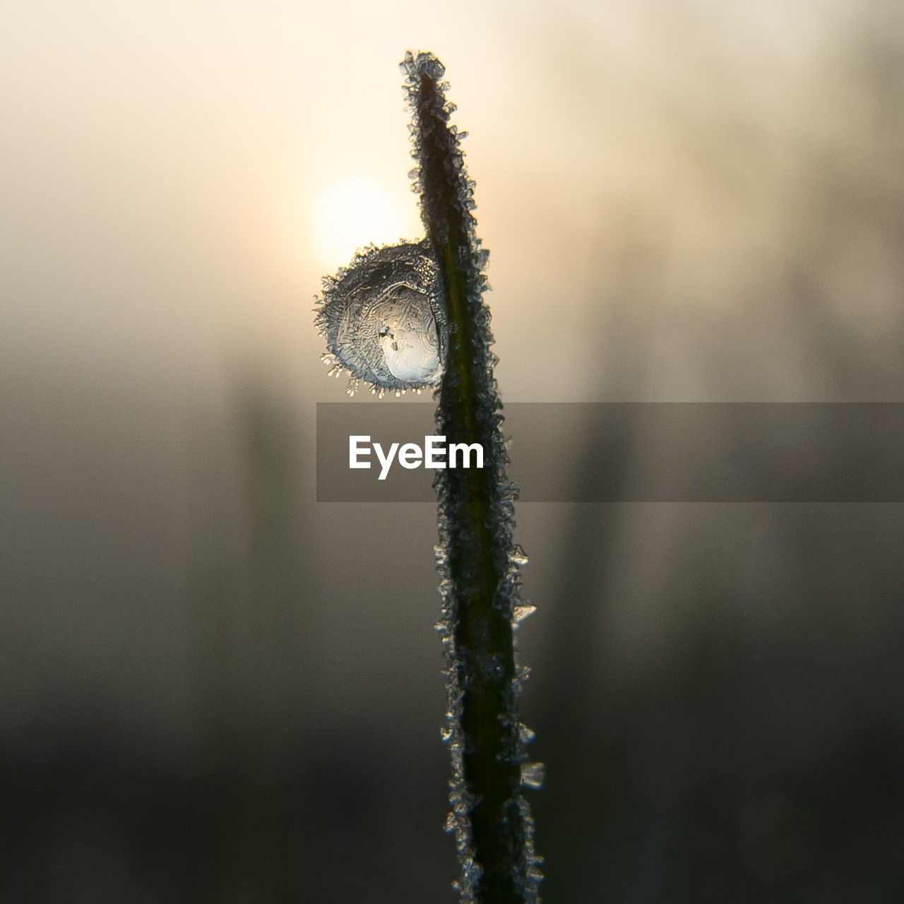Close-up of snow on plant
