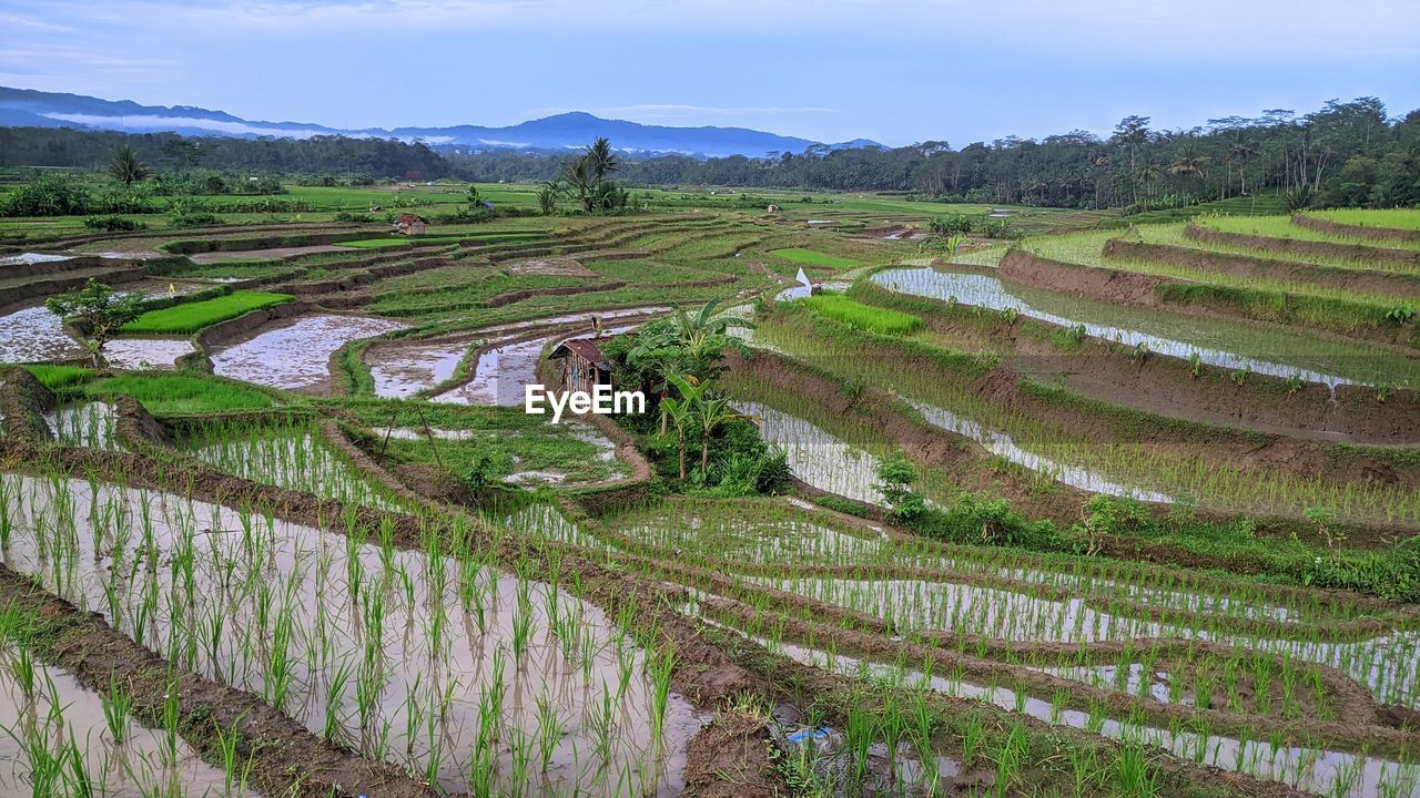 scenic view of agricultural field