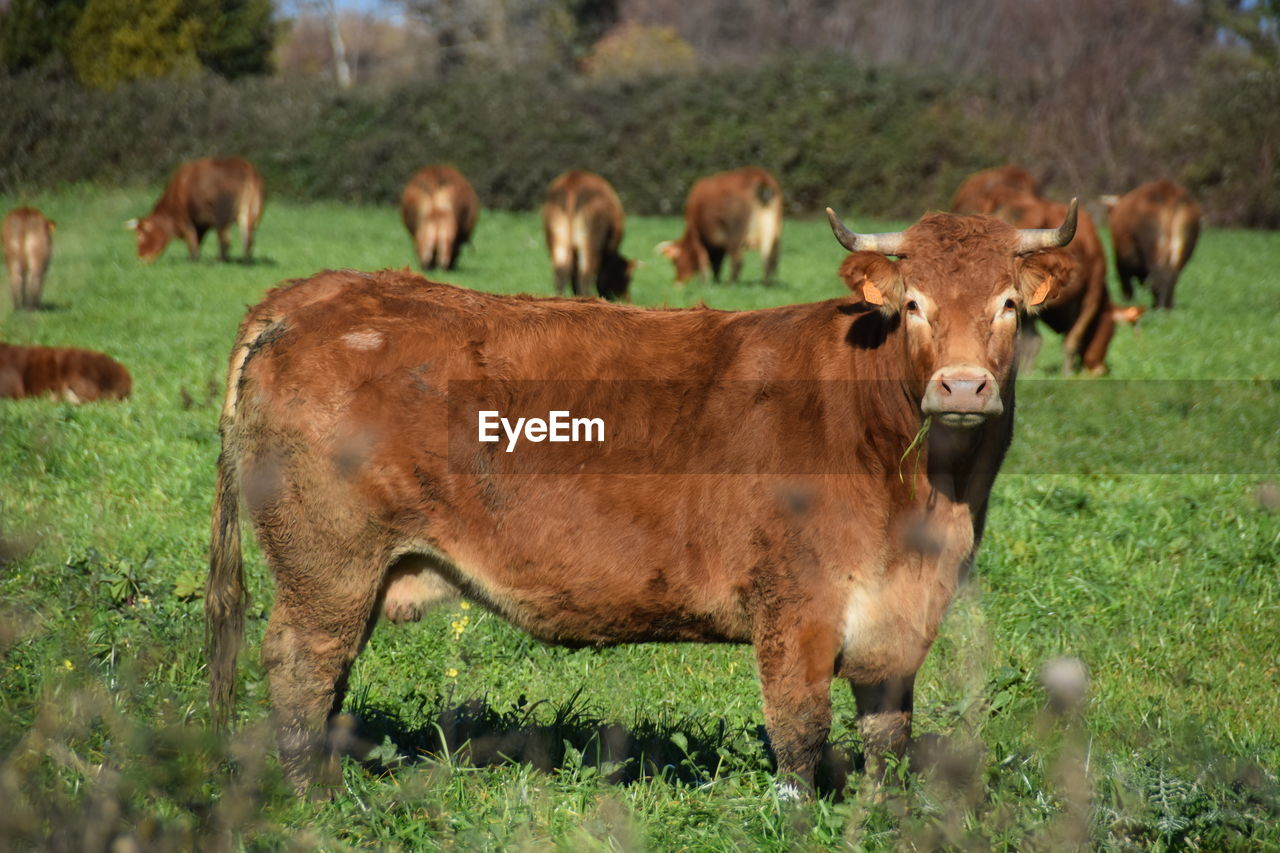 COW STANDING IN A FIELD