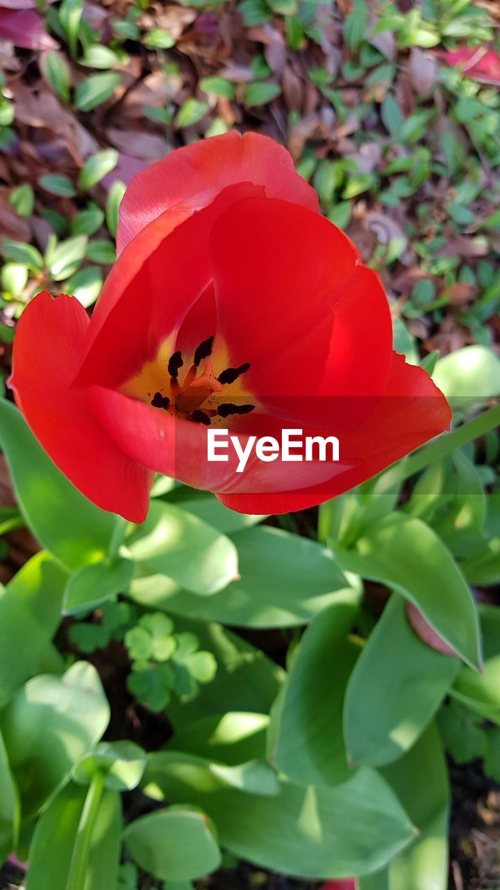 CLOSE-UP OF RED FLOWER