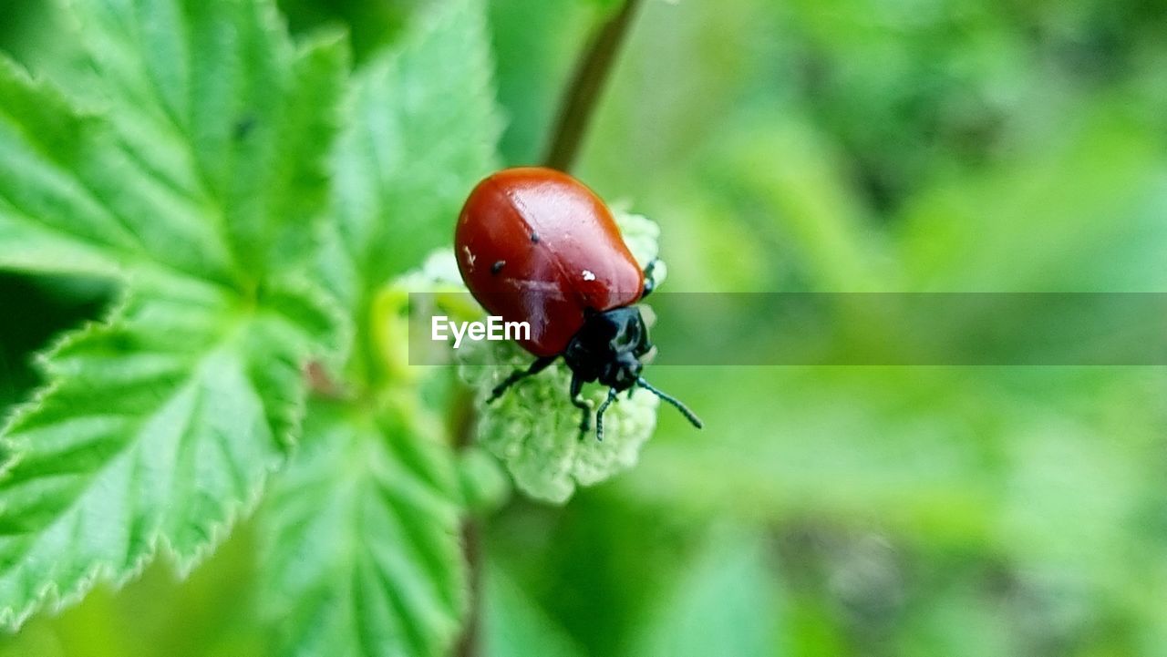 animal, insect, animal wildlife, animal themes, beetle, one animal, wildlife, plant, close-up, nature, plant part, leaf, green, ladybug, no people, beauty in nature, red, macro photography, macro, flower, outdoors, focus on foreground, day, environment, selective focus, animal wing, growth