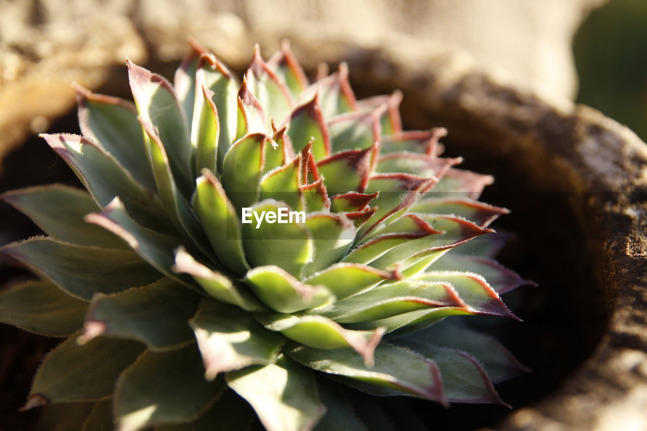 CLOSE-UP OF SUCCULENT PLANT IN CACTUS